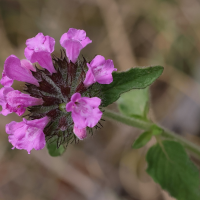 Clinopodium vulgare (Clinopode commun, Calament clinopode, Sarriette commune, Grand basilic)