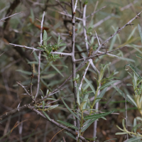 hippophae_rhamnoides_fluviatilis4md