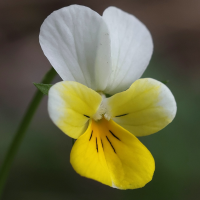 viola_tricolor_subalpina4md