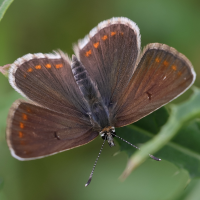 Aricia artaxerxes (Argus de l'hélianthème)