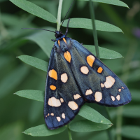 Callimorpha dominula (Ecaille marbrée)