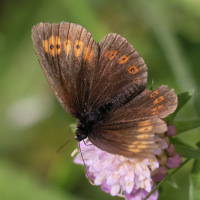 erebia_alberganus4md