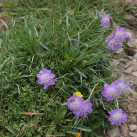 Lomelosia graminifolia (Lomésie à feuilles de graminée, Scabieuse à feuilles de graminée)