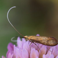 Nemophora metallica (Adèle, Nemophra)