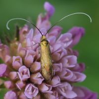 nemophora_metallica6md