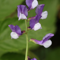 Vicia onobrychioides (Vesce à feuille de sainfoin)