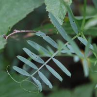 vicia_onobrychioides2md