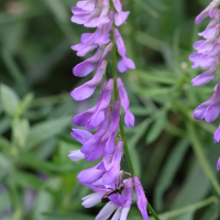 Vicia tenuifolia (Vesce à feuilles fines, Vesce à feuilles étroites)