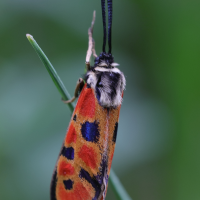 zygaena_fausta6md (Zygaena fausta)