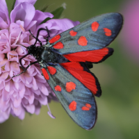 zygaena_transalpina5md (Zygaena transalpina)