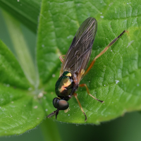 Beris chalybata (Mouche)