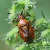 deraeocoris_ruber4bd