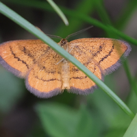 Idaea aureolaria (Acidalie des alpages, Acidalie double-ceinture)