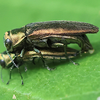 Agrilus cuprescens (Agrile)