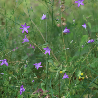 Campanula patula (Campanule étalée)