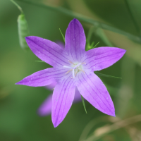 campanula_patula2bd