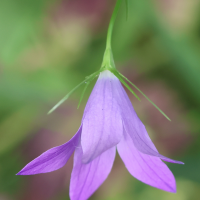 campanula_patula4bd