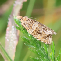 Celypha rivulana (Séricore flexueuse)