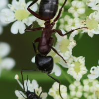 camponotus_herculeanus5bd