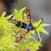 pyropteron_chrysidiformis3bd