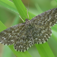 Scopula immorata (Phalène hardie)