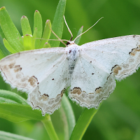 Scopula ornata (Phalène ornée)