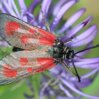 zygaena_loti2bd (Zygaena loti)