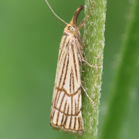 Chrysocramboides craterellus (Crambus rayé des coteaux)