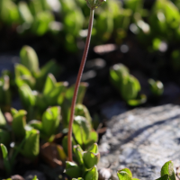 Androsace adfinis ssp. adfinis (Androsace du Piémont)