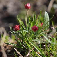 armeria_alpina8md (Armeria alpina)