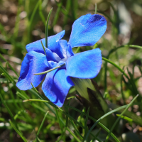 gentiana_verna6md