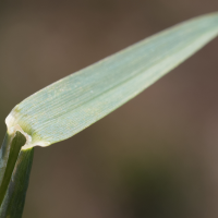 alopecurus_gerardii10md (Alopecurus gerardii)