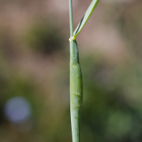 alopecurus_gerardii9md (Alopecurus gerardii)