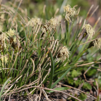 Carex curvula (Laîche courbée)