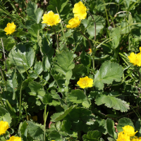 Geum montanum (Benoîte)