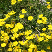 Potentilla aurea (Potentille dorée)