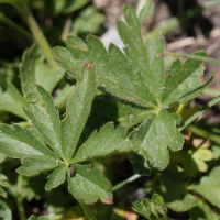 potentilla_aurea2md