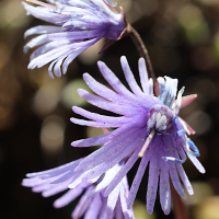 Soldanella alpina (Soldanelle des Alpes)