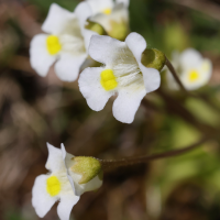 Pinguicula alpina (Grassette des Alpes)