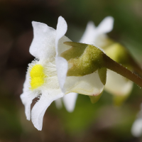 pinguicula_alpina3md