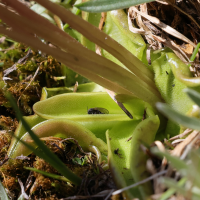 pinguicula_alpina4md