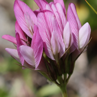 trifolium_alpinum5md (Trifolium alpinum)