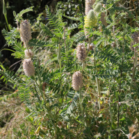 astragalus_alopecurus5md (Astragalus alopecurus)