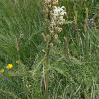 Pedicularis comosa (Pédiculaire chevelu)