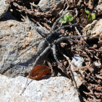 Pardosa cf saturatior (Araignée, Pardosa)