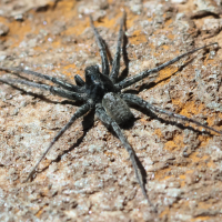 pardosa_cf_saturatior2bd