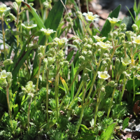 saxifraga_exarata4bd