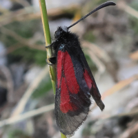 zygaena_purpuralis5bd (Zygaena purpuralis)