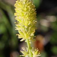 tofieldia_calyculata4md (Tofieldia calyculata)