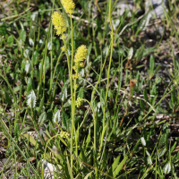 tofieldia_calyculata6md (Tofieldia calyculata)